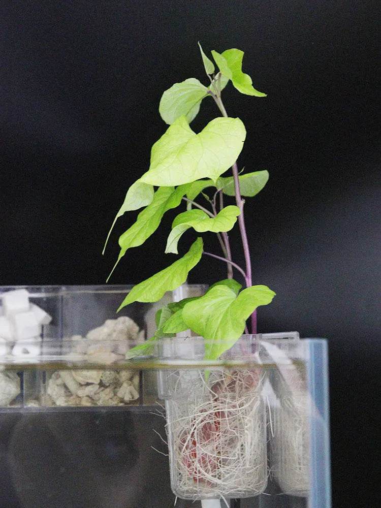 Bulles de poisson, tasse d'herbe d'eau d'aquarium, panier de plantation hydroponique pour plantes multiples, pour paysage d'aquarium - Animaleriex